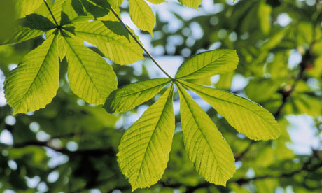 Horse chesnut leaves