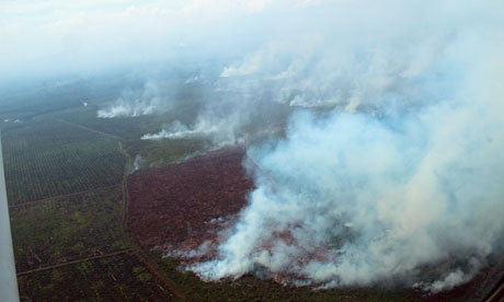 Numerous illegally lit fires continue to rage the peat swamp forest of Tripa, Sumatra