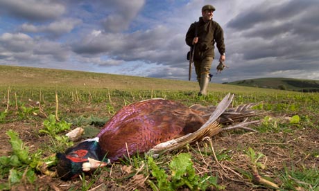 hunting birds uk