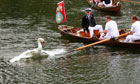 Swan upping cancelled