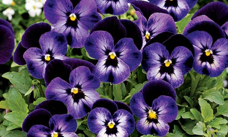 Plant-of-the-week-Viola-D-008.jpg