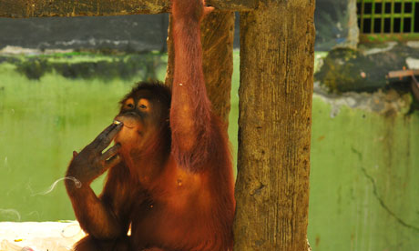 http://static.guim.co.uk/sys-images/Guardian/About/General/2012/7/5/1341477787078/Tori-the-Orangutan-at-Tar-009.jpg Tori the smoking orangutan, from the Guardian