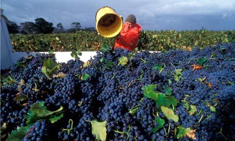 Grape harvest Barossa
