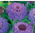 Plant of the week: Scabious 'Blue Jeans'