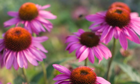 Echinacea purpurea, or coneflower