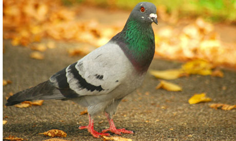 Bolt Pigeons