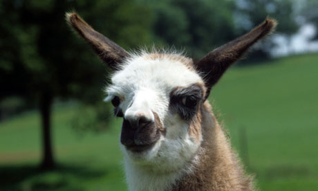 Old Llama