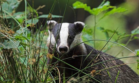 badger cull