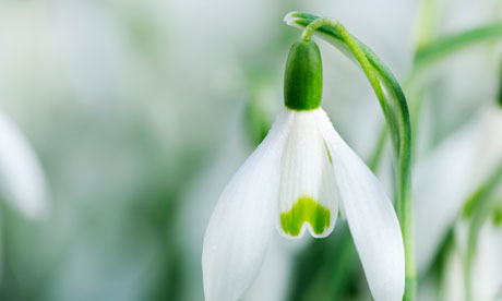 Flower stock photo by Edward Shaw