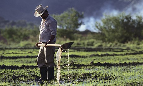 Colombian Rice Farmer