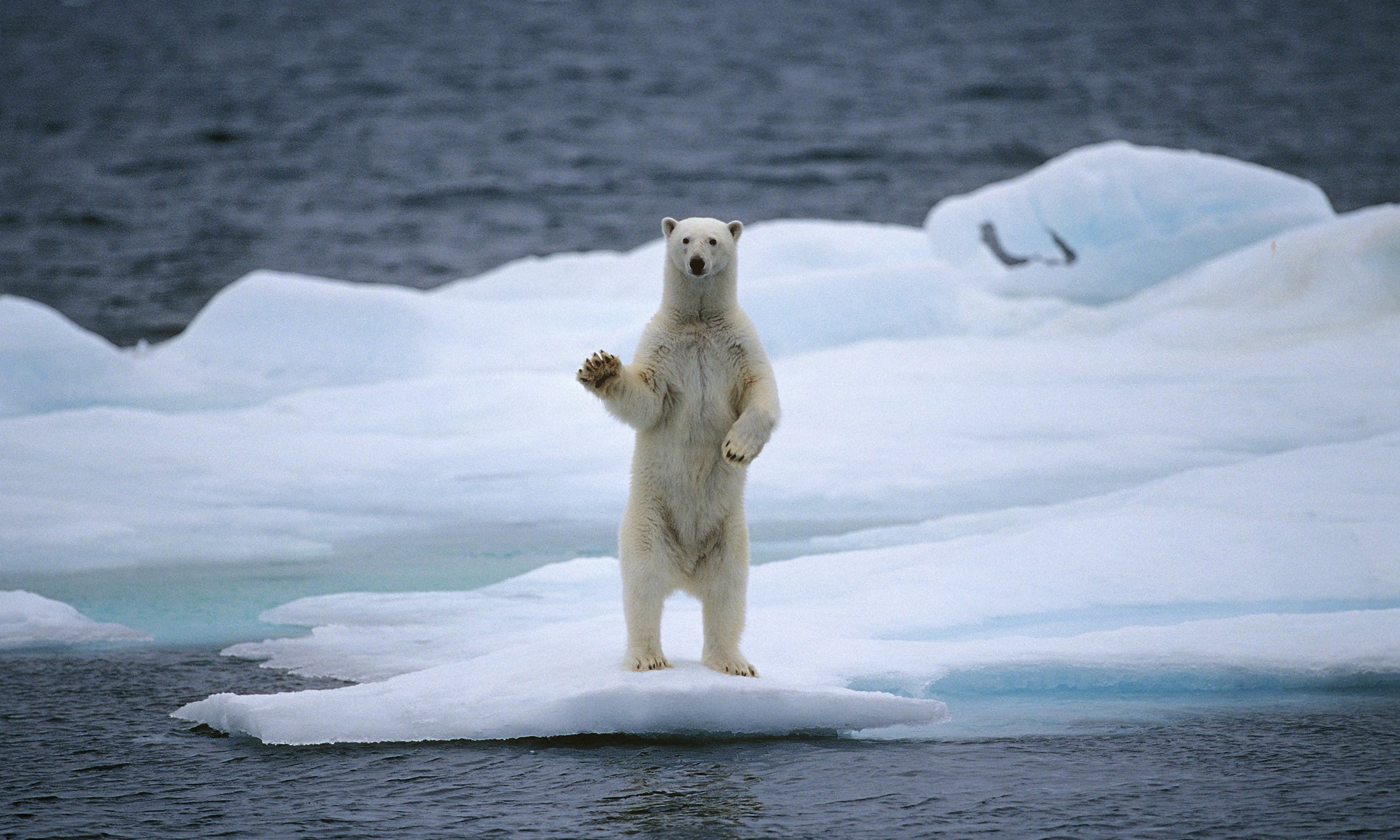 Polar-bear-014.jpg