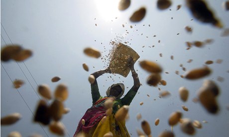 Companies are  using breeding technology to develop high-yield crops for food and biofuels.