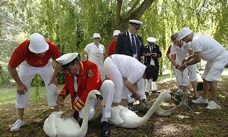 Swan Uppers hard at work in July.