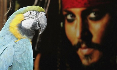 Pirates Johnny Depp parrot