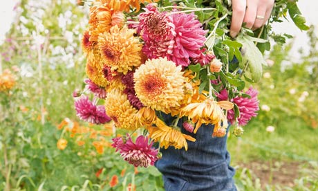 Gardens: mum39;s the word Life and style The Guardian Gardens: mum39;s the word Life and style The Guardian