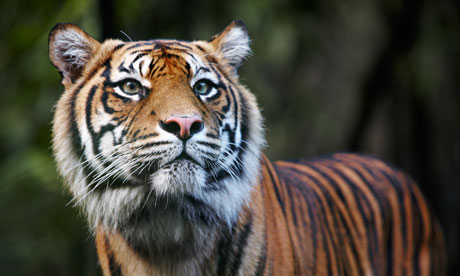 Sumatran tiger