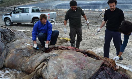 sperm whale spain