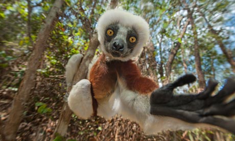Lemur in Madagascar