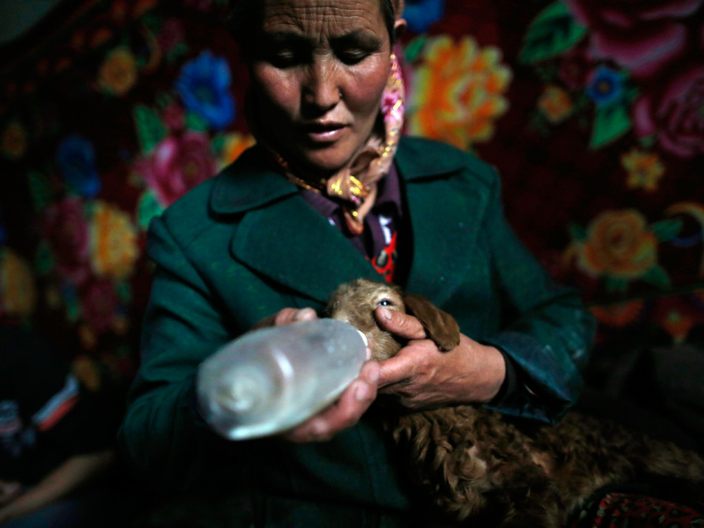 Kygyrz herder Sapar Musa feeds a newborn lamb