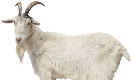Goat