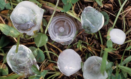 Hailstones in clover