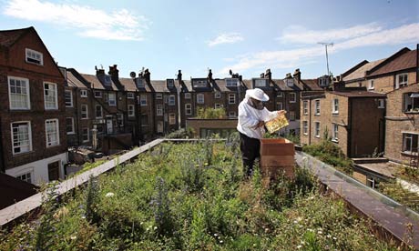 Beekeeper with hive on a rooftop surrounded by houses