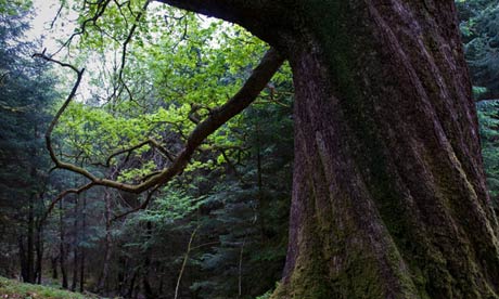 An indigenous oak, habouring life