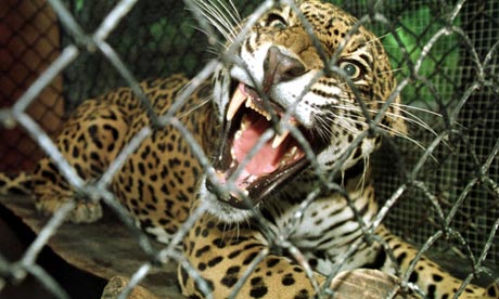 Describe your mood as an animal.