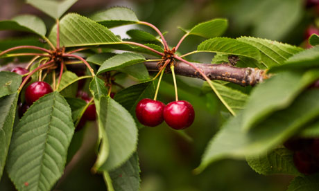 Cherries