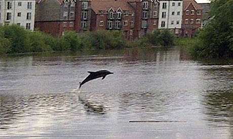 The River Dee dolphin … in good company.