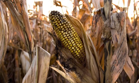 EU moves to curb food price bets