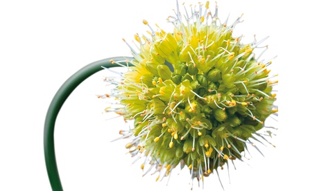 Allium obliquum, or twisted-leaf onion