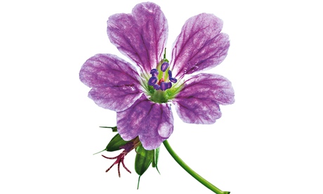 Geranium nodosum 