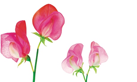 Sweet peas Lathyrus odoratus