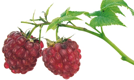 Red berries. Image shot 02/2012. Exact date unknown.