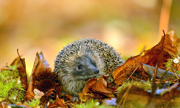 Autumn-scene-012.jpg