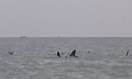 Whales off Essex coast