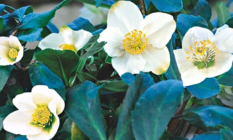 Plant this: Hellebore 'Christmas Star'