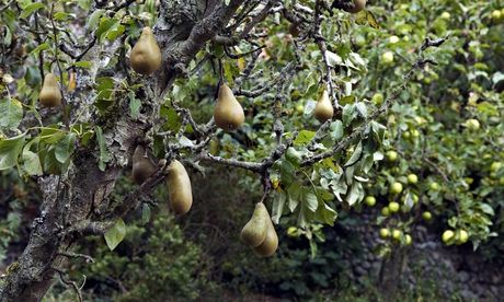 Alys Fowler: pears