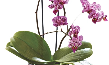 Plant offer: mini moth orchid