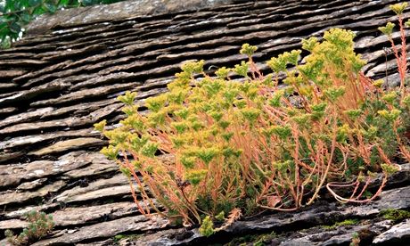 Sedum on Stonesfield Tile Roof