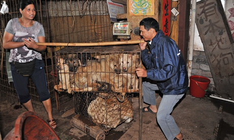 Dog-meat-summer-solstice--011.jpg
