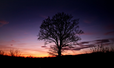An oak tree silhouetted by a winter sunset in Hoxne, Suffolk.