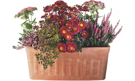 Ask Alys: window box