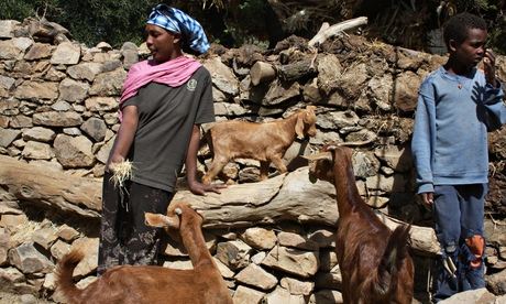Letay Gebre-Michael and her son with goats