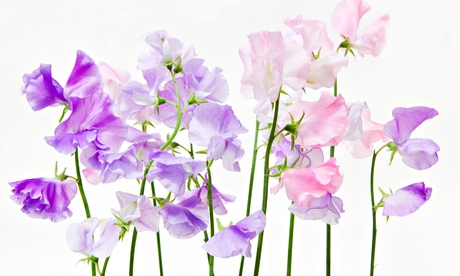 What do this week: sweet peas