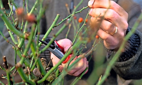 Alys Fowler: pruning