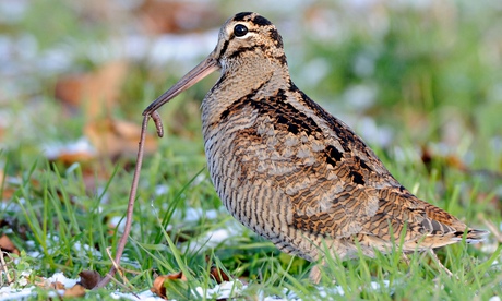 Woodcock, scolopax rusticola, single bird feeding, at woodland edge on snow covered grass, Norfolk