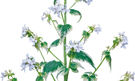 Alys FOwler: Lunaria