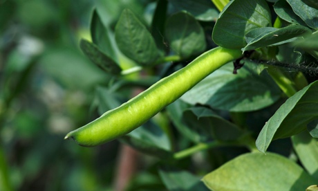 Alys Fowler: broad beans